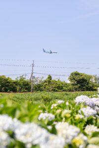 飛行機も見えるあじさい公園