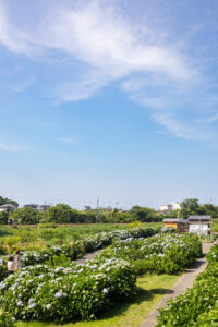 鳥取市美萩野にあるあじさい公園