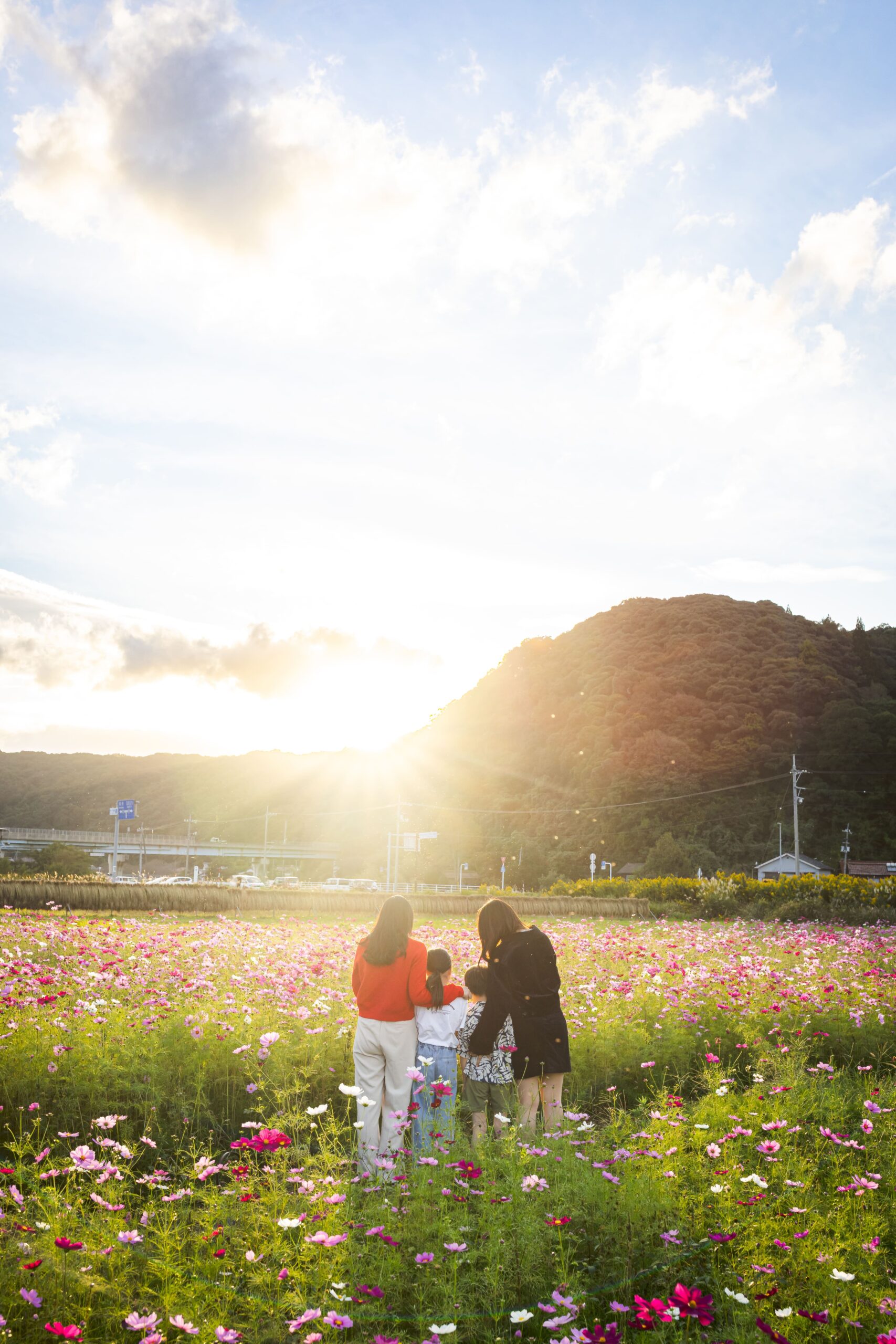 10月といえば秋桜！