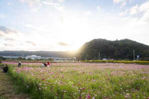 青谷町のコスモス畑①