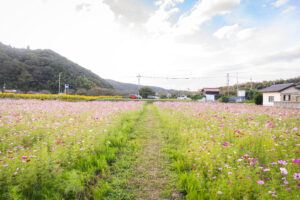 青谷町コスモス畑②