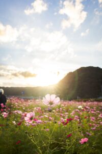 青谷町コスモス畑③